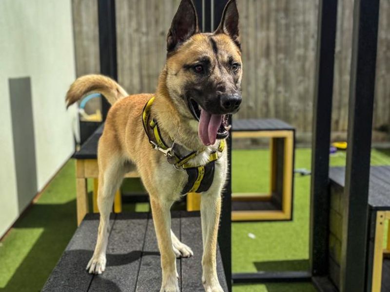 Ace, a 2 years old male Unknown available for adoption from Dogs Trust in Snetterton, Norfolk