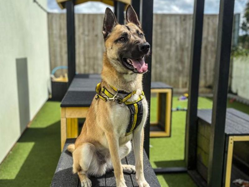 Ace, a 2 years old male Belgian Shepherd available for adoption from Dogs Trust in Snetterton, Norfolk