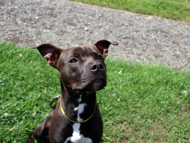 Staffordshire Bull Terrier for adoption in Sadberge, Co Durham – 11 months old - Image 4 of 4