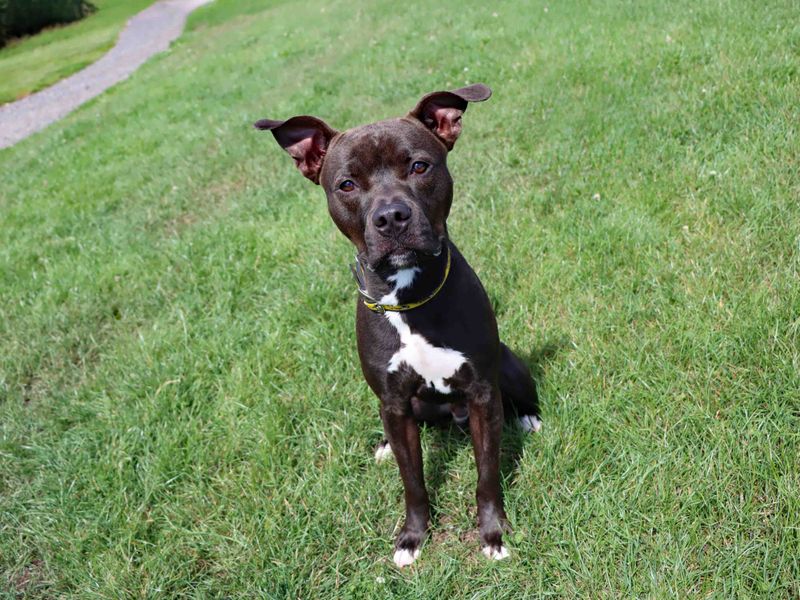 Staffordshire Bull Terrier for adoption in Sadberge, Co Durham – 11 months old