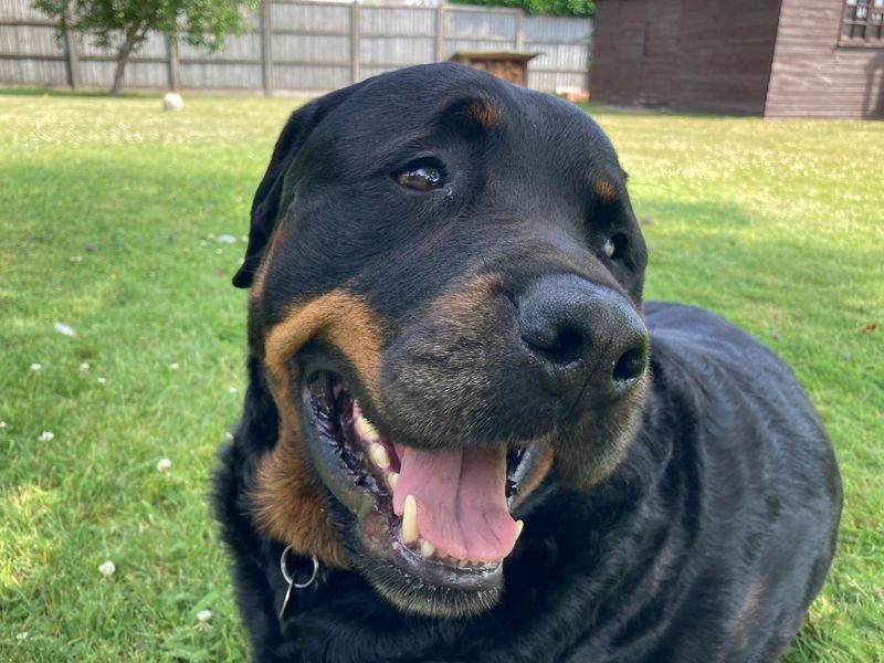 Rottweiler for adoption in Newbury, Berks – 7 years old