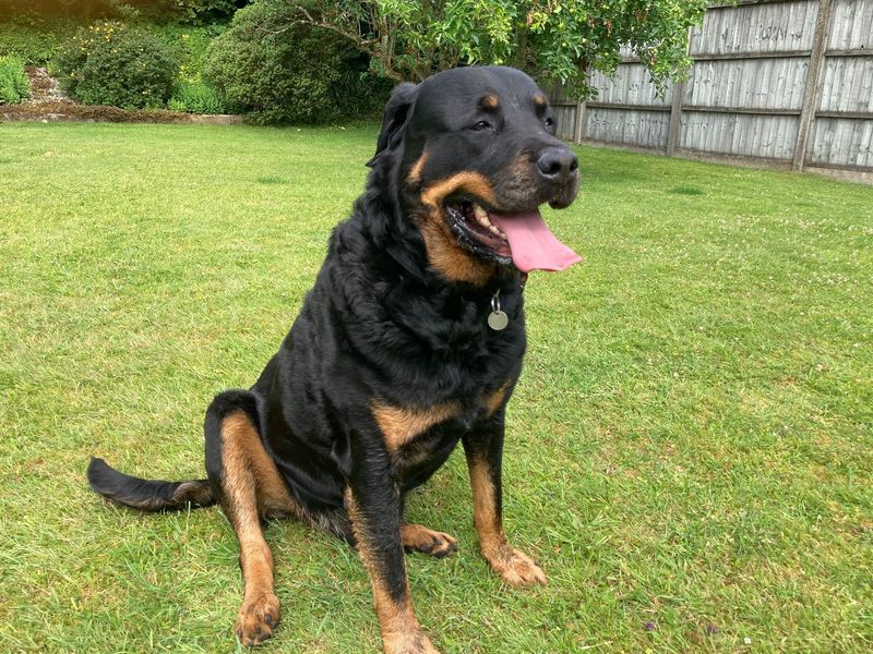 Rottweiler for adoption in Newbury, Berks – 7 years old - Image 2 of 3