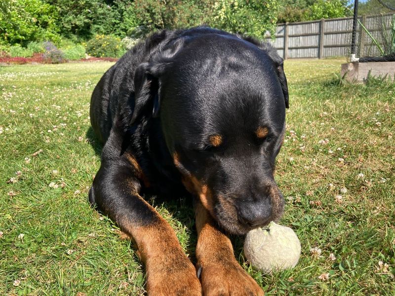 Rottweiler for adoption in Newbury, Berks – 7 years old - Image 3 of 3