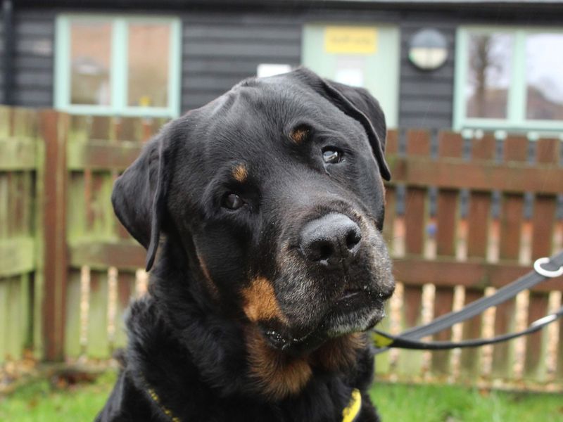 Hammer, a 6 years old male Rottweiler available for adoption from Dogs Trust in Newbury, Berkshire
