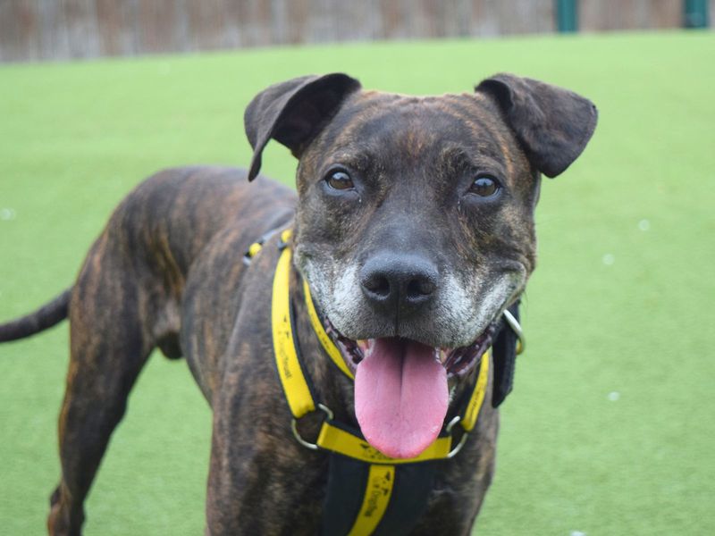 Dandy | Terrier (Staffordshire Bull) Cross | Harefield West London - 1