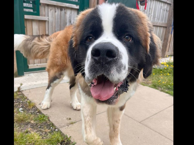 Hagrid | St Bernard | Leeds - 1