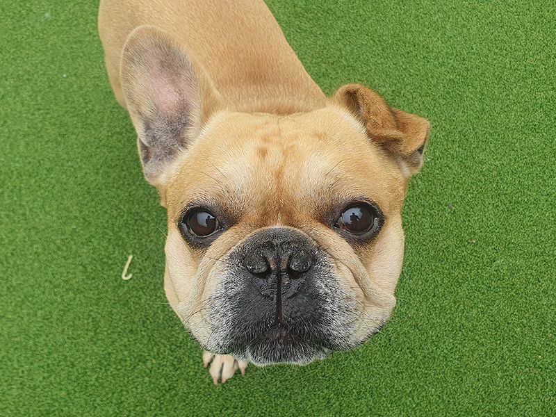 French Bulldog for adoption in Leeds, Yorkshire – 7 years old