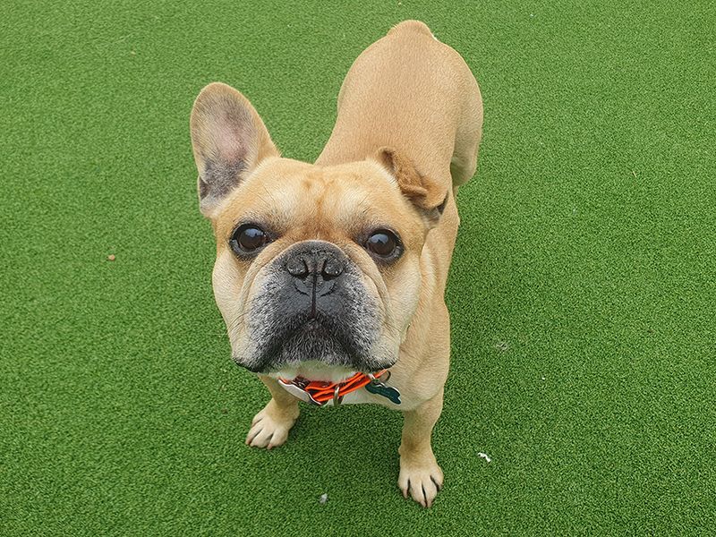 Major | French Bulldog | Leeds - 1