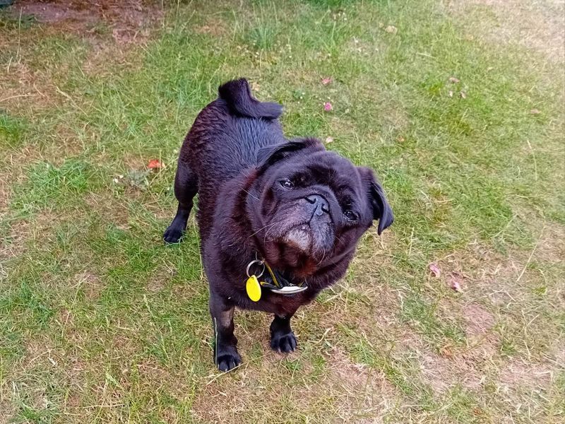 Pug for adoption in Newton Tony, Wiltshire – 8 years old