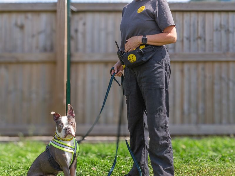 Ernie | Terrier (Boston) | Loughborough - 1