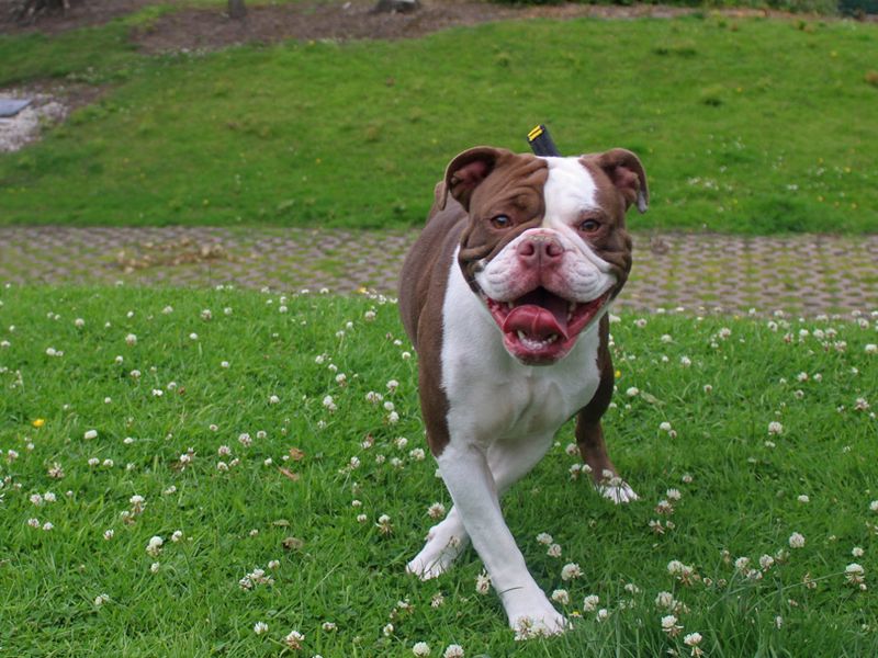 English Bulldog for adoption in Liverpool, Merseyside – 2 years old - Image 3 of 3