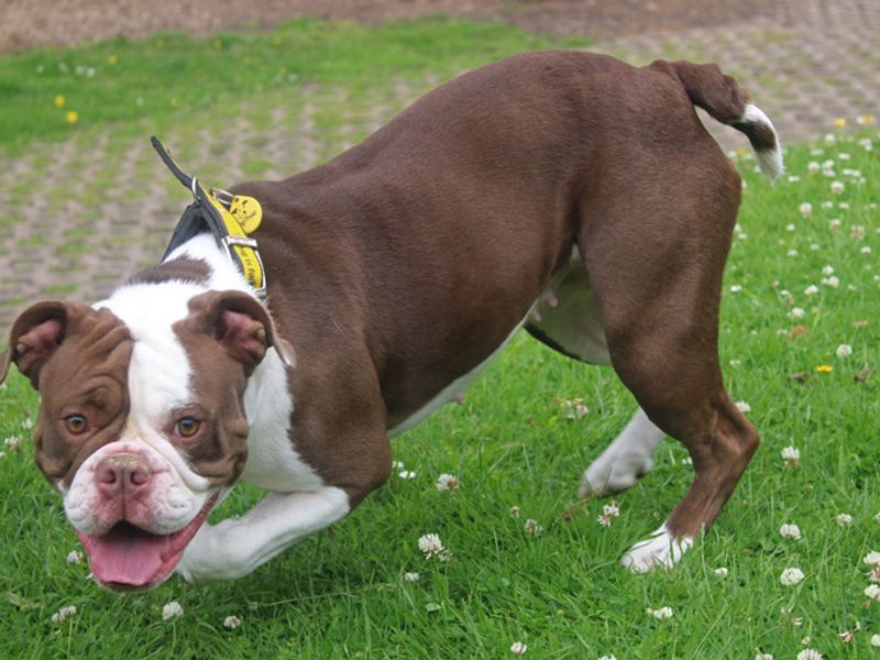 Nova for sale in Liverpool, Merseyside