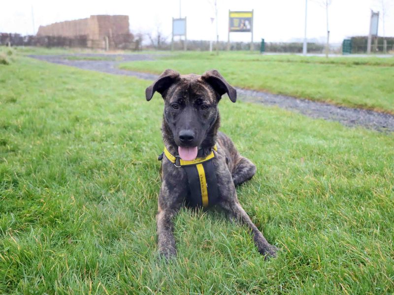 Staffordshire Bull Terrier for adoption in Sadberge, Durham – 10 months old - Image 2 of 3