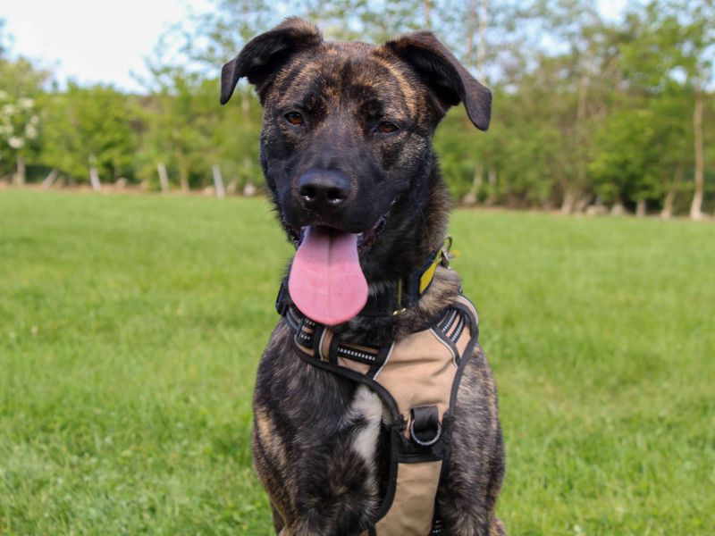 Paisley | Belgian Shepherd Dog (Malinois) Cross | Darlington - 4