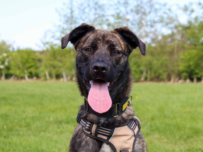 Paisley | Belgian Shepherd Dog (Malinois) Cross | Darlington - 2