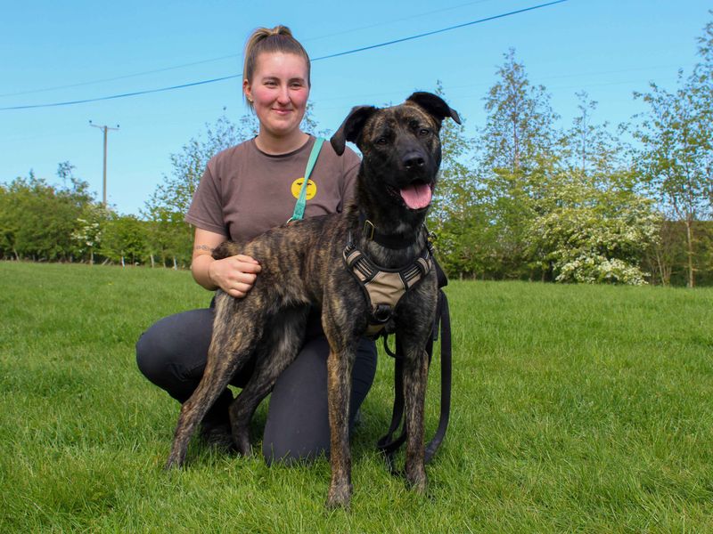 Paisley | Belgian Shepherd Dog (Malinois) Cross | Darlington - 3