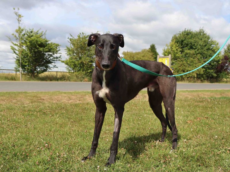 Greyhound for adoption in Sadberge, Co Durham – 3 years old