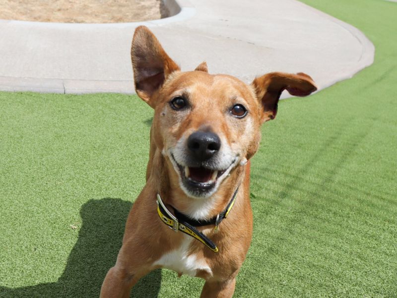 Jack Russell for adoption in Evesham, Worcestershire – 13 years old