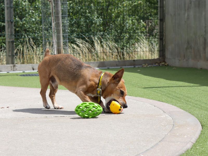 Jack Russell for adoption in Evesham, Worcestershire – 13 years old - Image 3 of 5