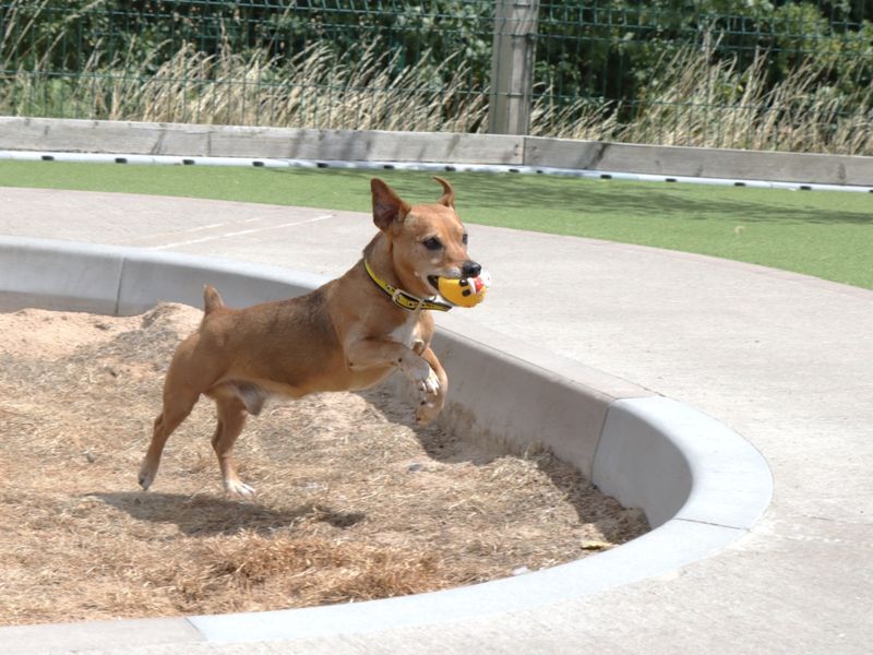 Jack Russell for adoption in Evesham, Worcestershire – 13 years old - Image 4 of 5