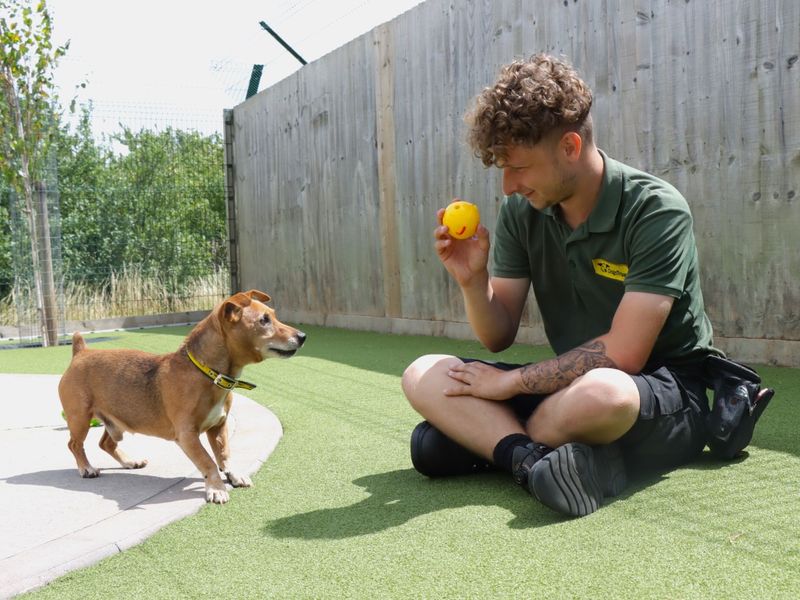 Jack Russell for adoption in Evesham, Worcestershire – 13 years old - Image 2 of 5
