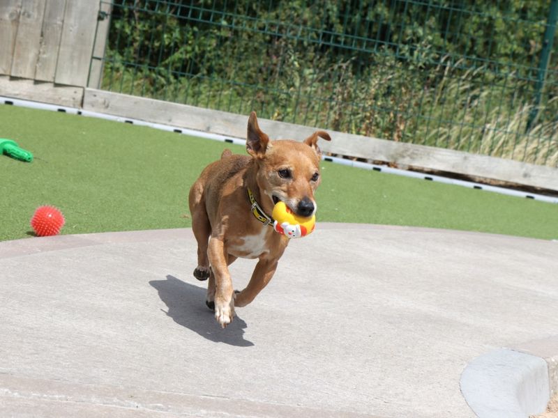 Jack Russell for adoption in Evesham, Worcestershire – 13 years old - Image 5 of 5