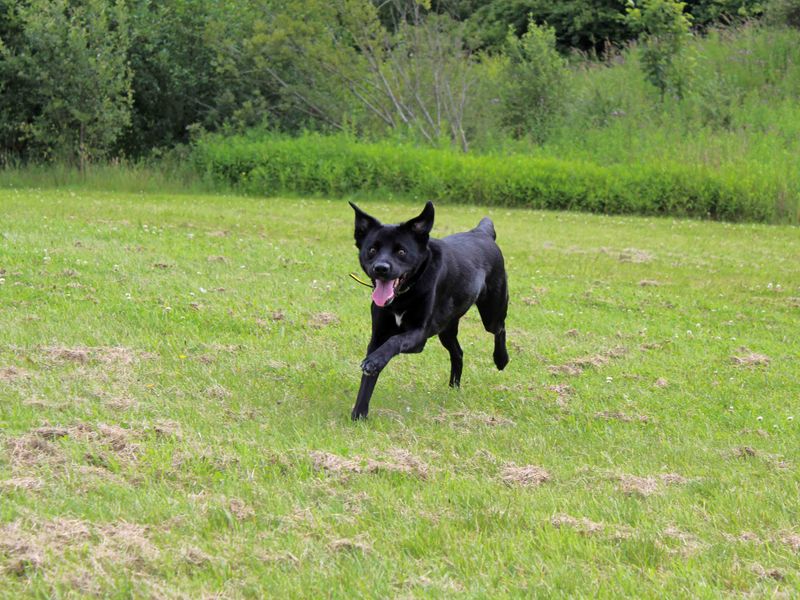 Border Collie for adoption in Glasgow, Scotland – 2 years old - Image 4 of 4