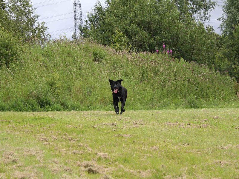 Fern | Collie (Border) Cross | Glasgow - 1