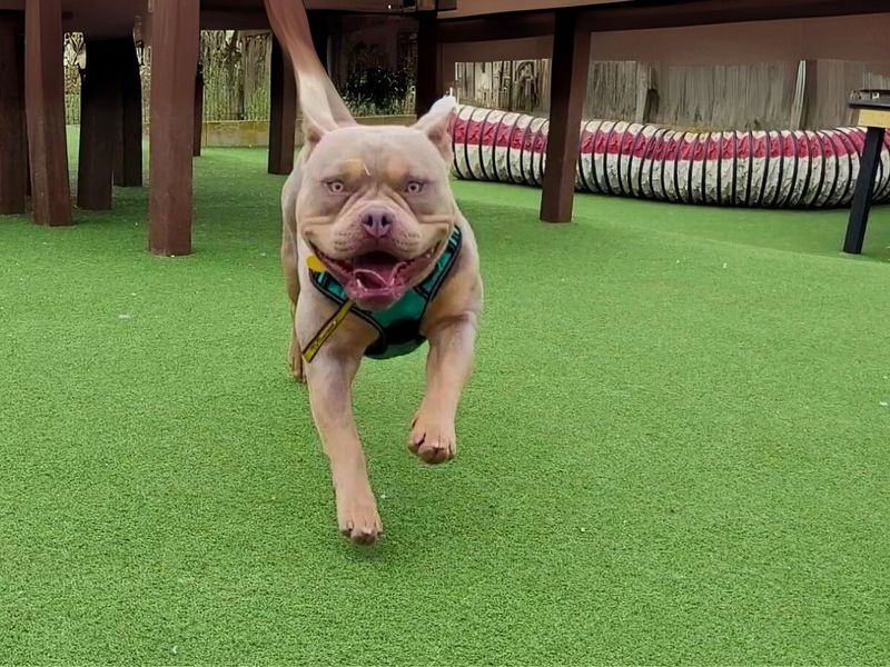 Randell | American Bully Pocket | Salisbury (Wiltshire) - 1