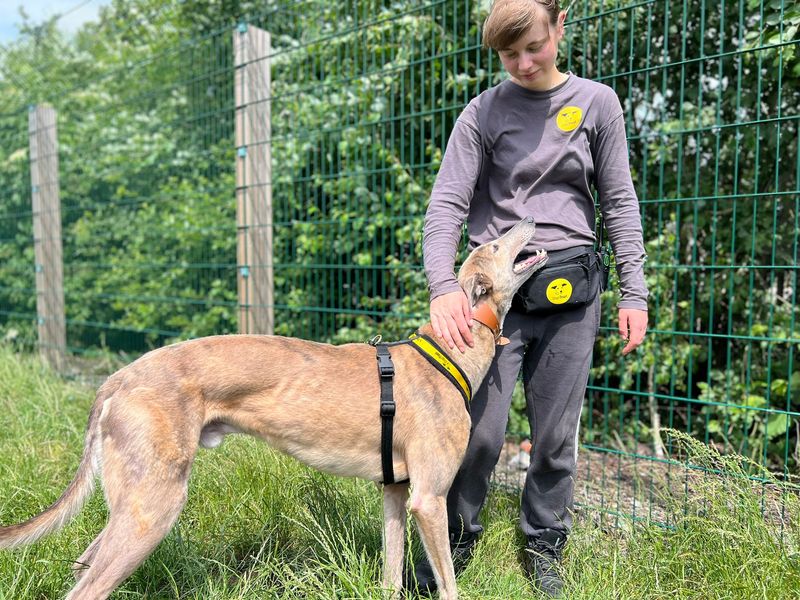 Greyhound for adoption in Cardiff, Glamorgan – 2 years old - Image 2 of 4