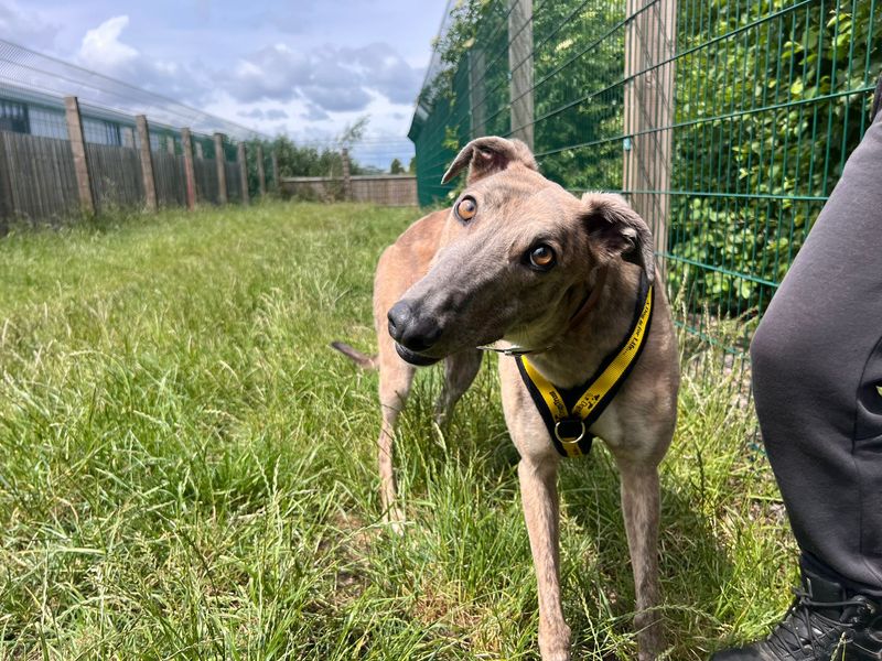 Greyhound for adoption in Cardiff, Glamorgan – 2 years old - Image 3 of 4