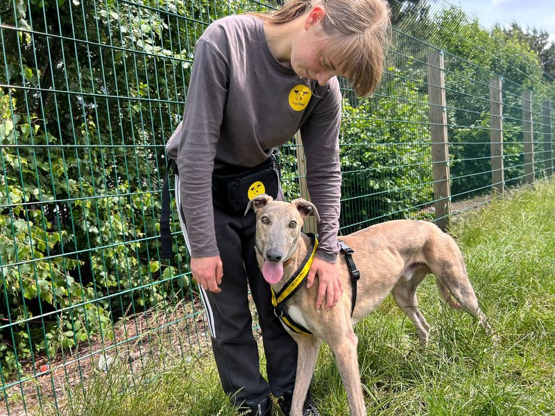 Greyhound for adoption in Cardiff, Glamorgan – 2 years old - Image 4 of 4