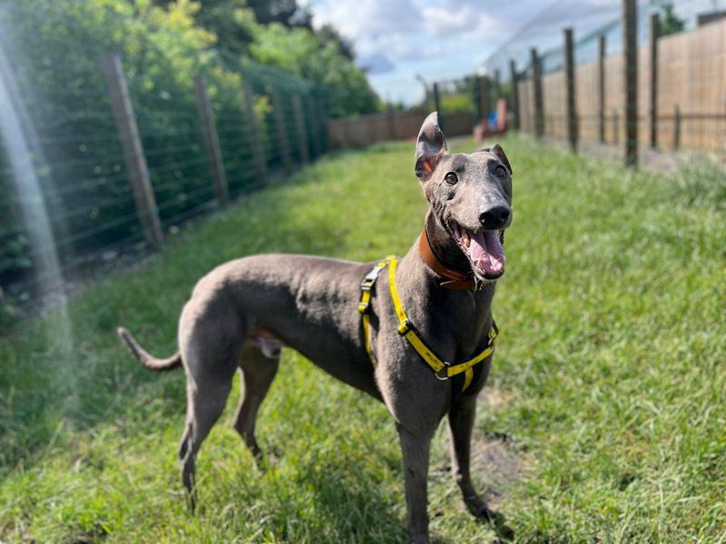 Greyhound for adoption in Cardiff, Glamorgan – 4 years old - Image 3 of 4
