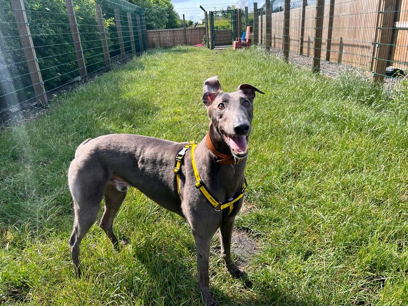 Greyhound for adoption in Cardiff, Glamorgan – 4 years old - Image 4 of 4