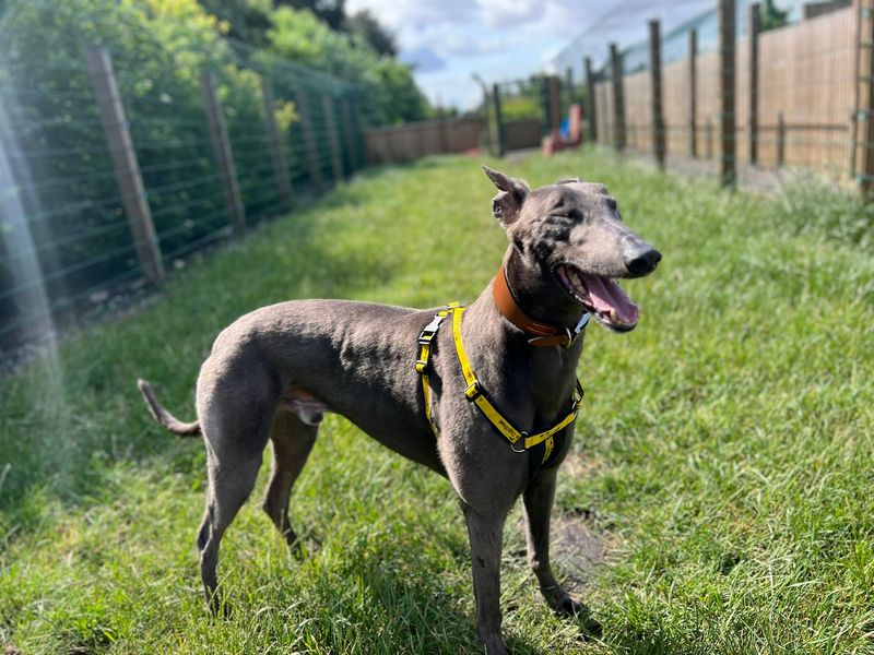 Greyhound Dogs And Puppies For Adoption, Rehoming And Rescue In London