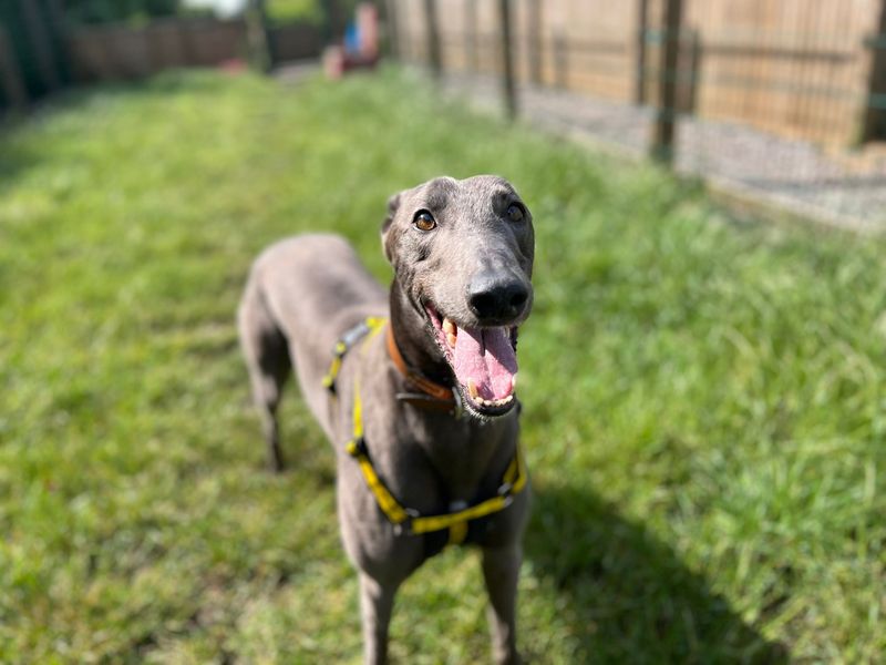 Greyhound for adoption in Cardiff, Glamorgan – 4 years old - Image 2 of 4