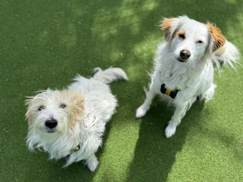 Jack Russell for adoption in Telford, Shropshire – 3 years old - Image 3 of 3