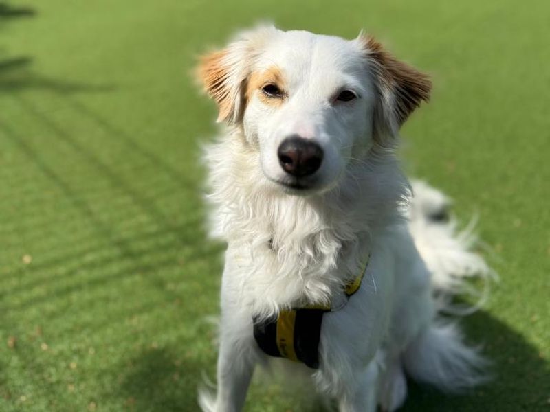 Jack Russell for adoption in Telford, Shropshire – 3 years old - Image 2 of 3
