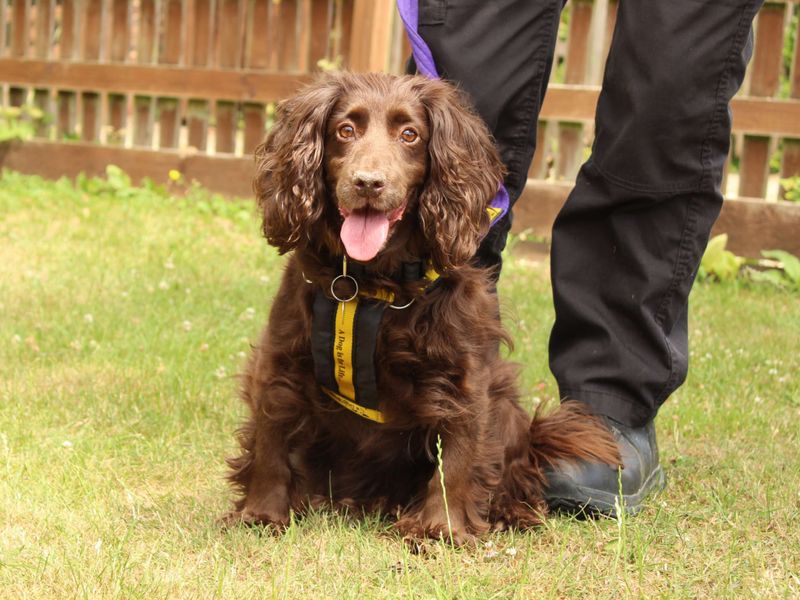 Cocker Spaniel for adoption in Newbury, Berks – 10 years old