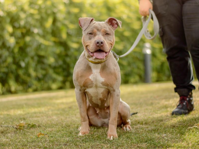 Staffordshire Bull Terrier for adoption in Kenilworth, Warks – 2 years old