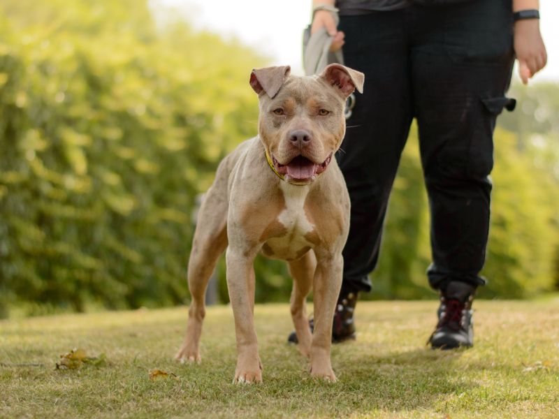 Staffordshire Bull Terrier for adoption in Kenilworth, Warks – 2 years old - Image 3 of 3