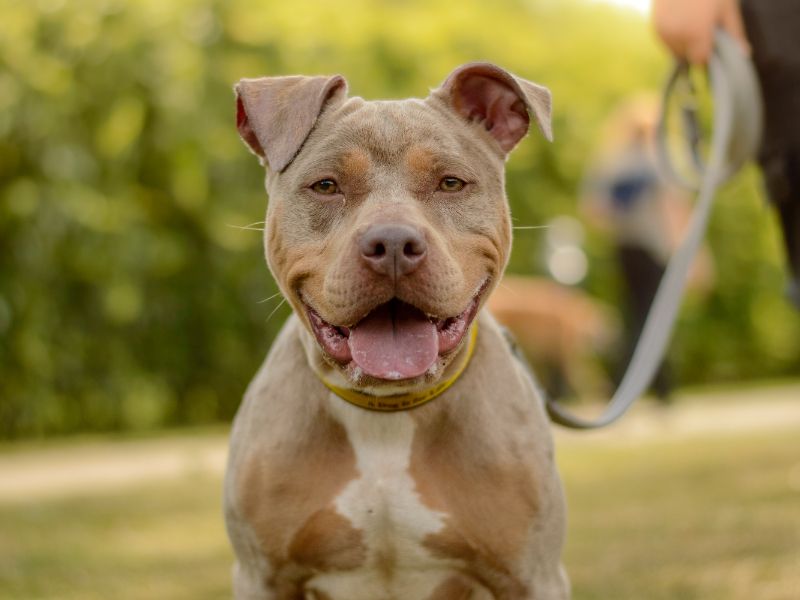 Staffordshire Bull Terrier for adoption in Kenilworth, Warks – 2 years old - Image 2 of 3