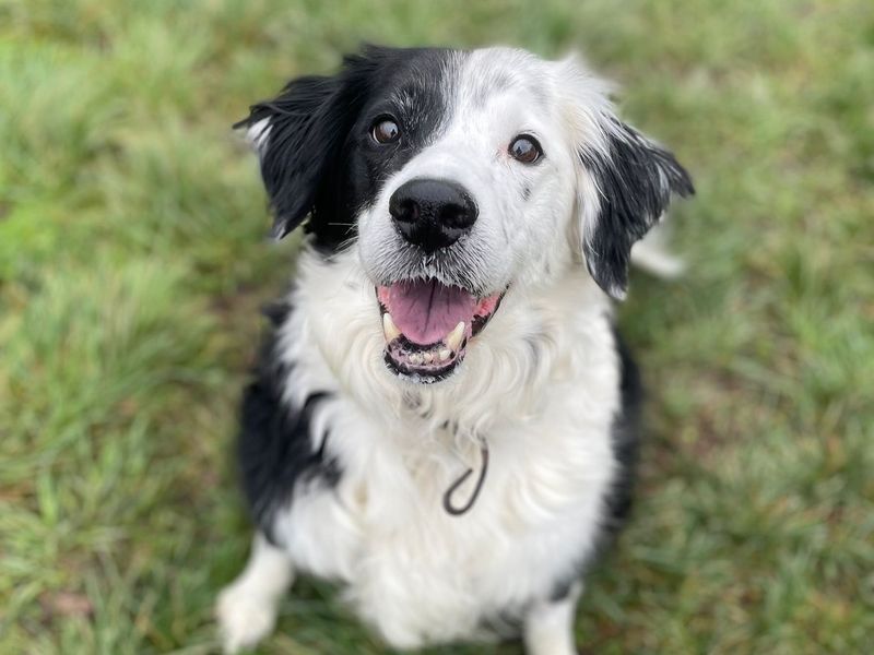 Jack | Collie (Border) | Shrewsbury (Shropshire) - 1