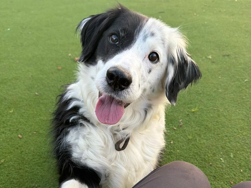 Border Collie for adoption in Telford, Shropshire – 9 years old - Image 2 of 5