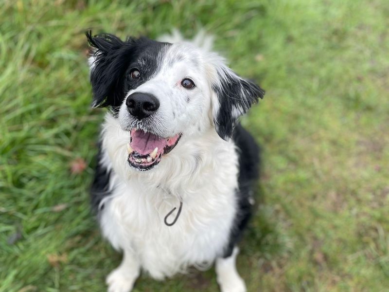Border Collie for adoption in Telford, Shropshire – 9 years old - Image 4 of 5