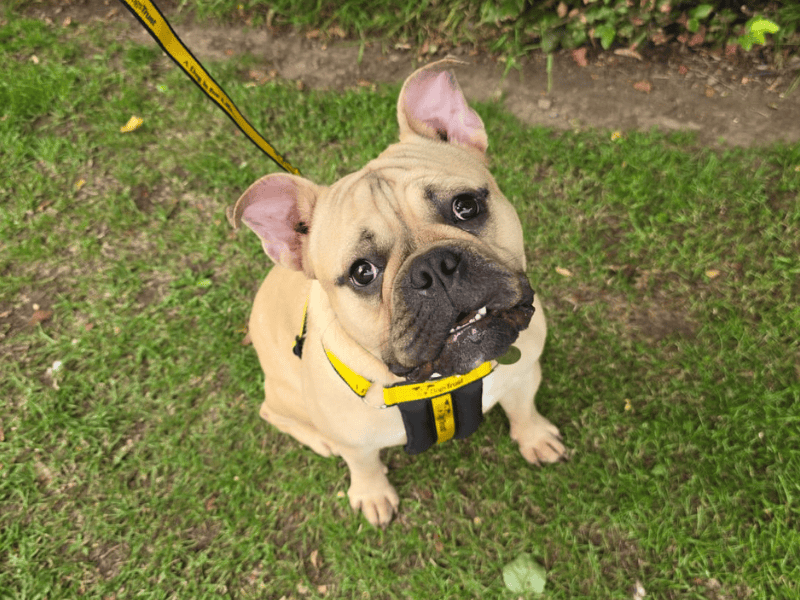 English Bulldog for adoption in , – 11 months old - Image 8 of 10