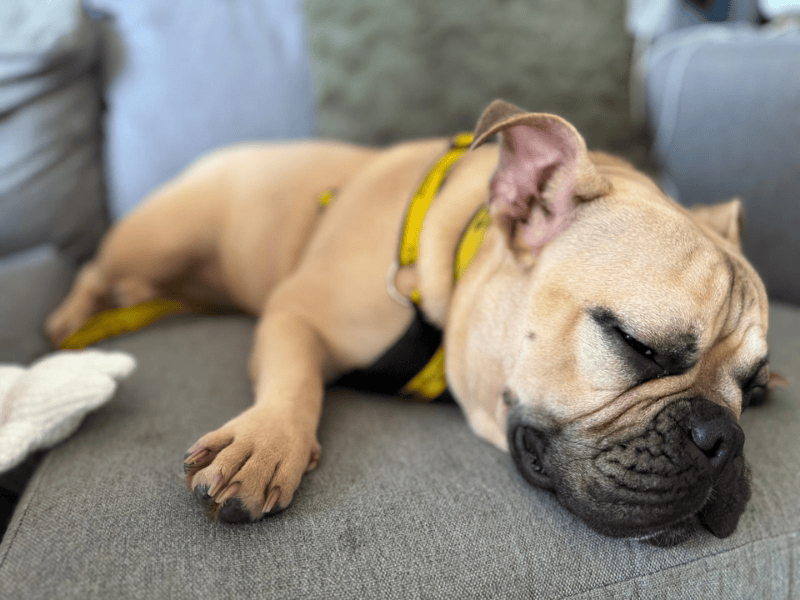 English Bulldog for adoption in , – 11 months old - Image 10 of 10
