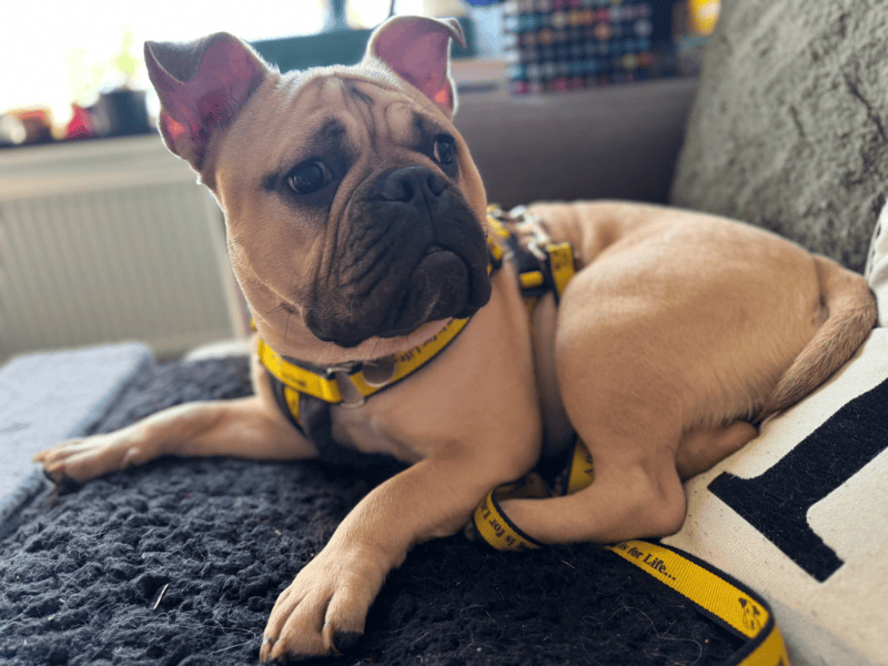 English Bulldog for adoption in , – 11 months old