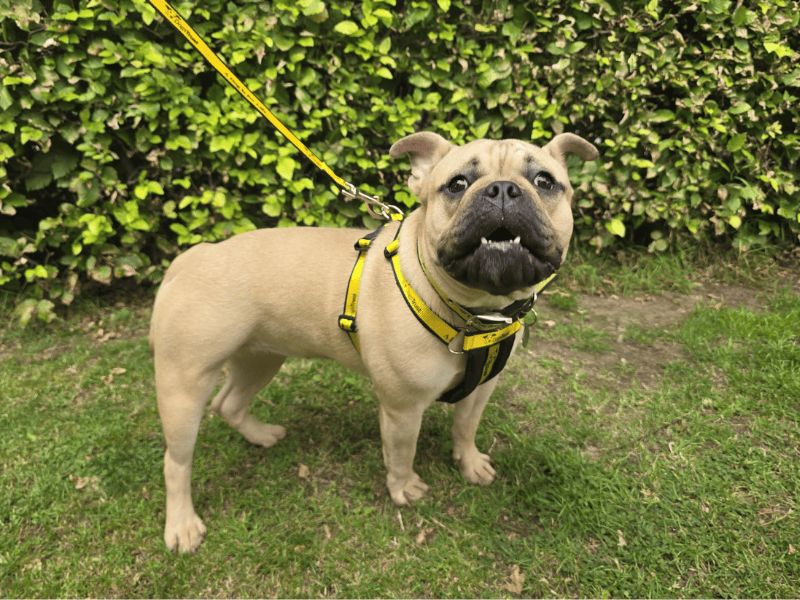 English Bulldog for adoption in , – 11 months old - Image 3 of 10
