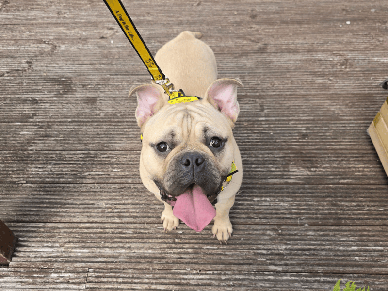 English Bulldog for adoption in , – 11 months old - Image 9 of 10